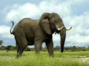 nationalgeographic.com